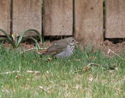 Hermit Thrush