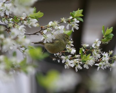 Orange-crowned Warbler