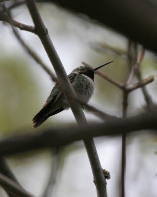 Broad-tailed Hummingbird