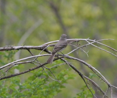 Gray Flycatcher