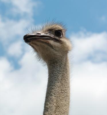 P1306365 ostrich.jpg