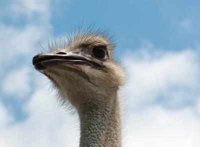 P1306365 ostrich1.jpg