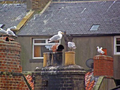 rooftops and gulls
