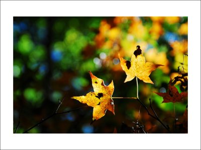 DSC_0004n.jpg