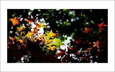 DSC_0002m.jpg