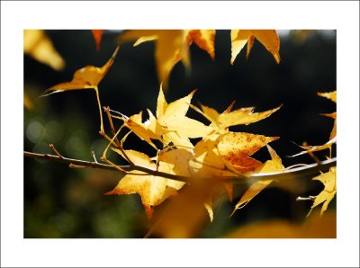 DSC_0424m.jpg