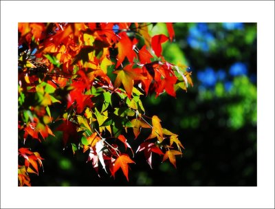 DSC_0372m.jpg
