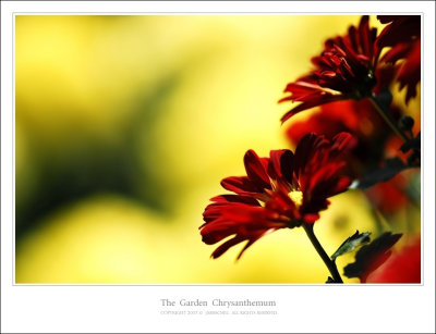 The  Garden  Chrysanthemum
