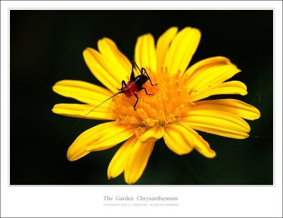 DSC_6071.jpg