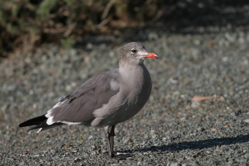 Heermanns Gull,winter nonbreeding adult