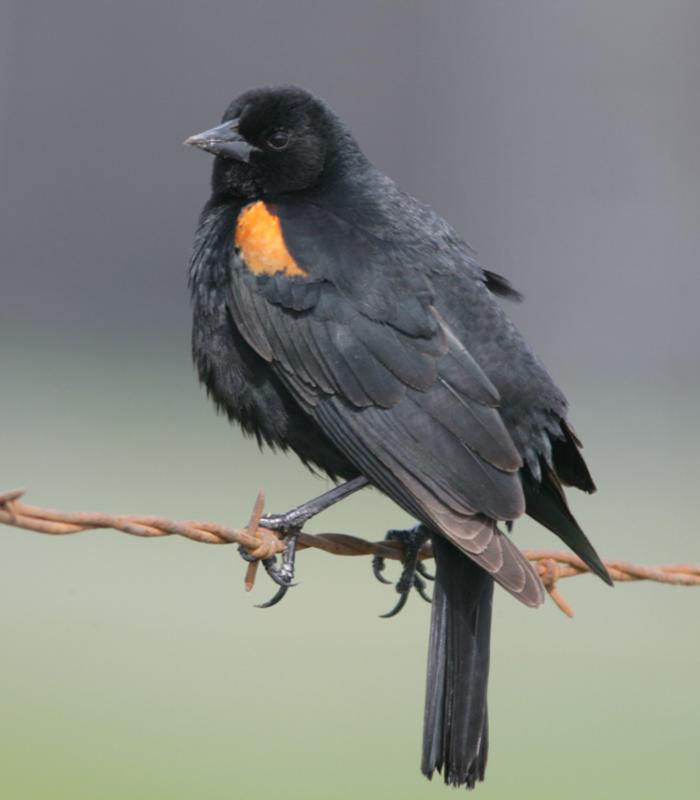 Redwinged Blackbird,male
