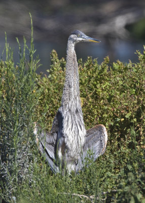 Great Blue Heron sitting