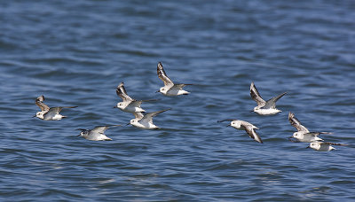 Sanderlings in Flight