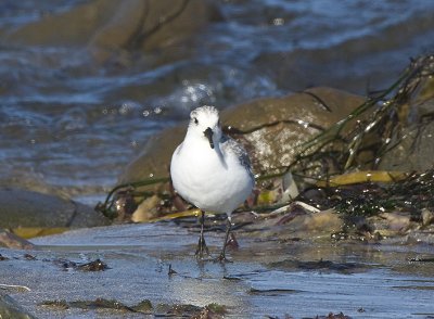 Sanderling headon