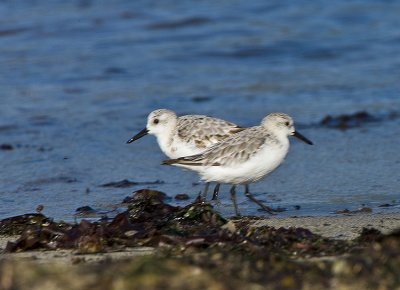 Sanderling pair