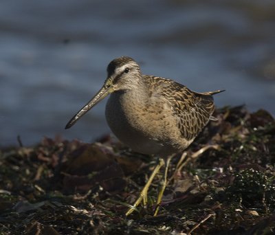 Short-billed Dowicher