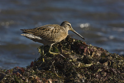 Short-billed Dowicher