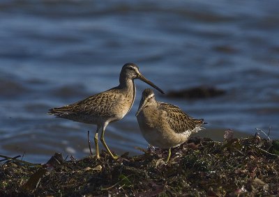 Short-billed Dowichers