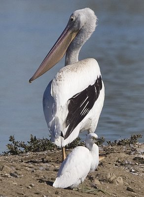 White Pelican with juvenile Snowy Egret