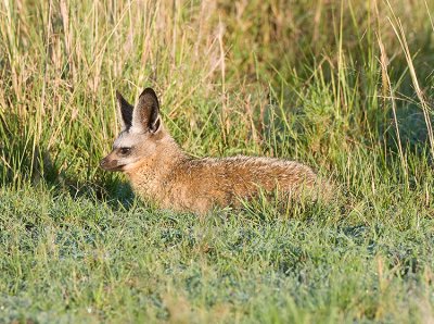 Bat-eared Fox