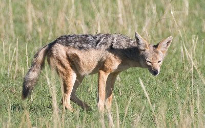 Black-backed Jackal