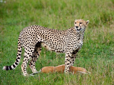 Cheetah Stands over her kill