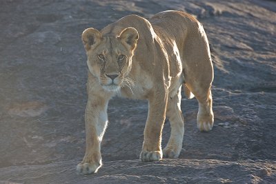 Lioness Prowls