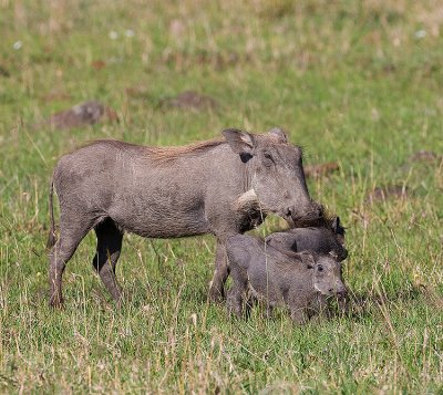 Common Warthogs
