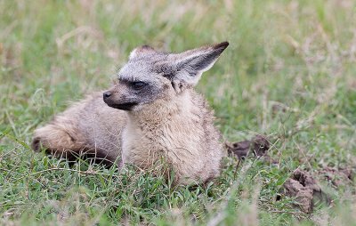 Bat-eared Fox