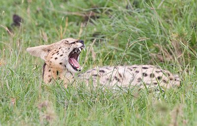 Serval yawns