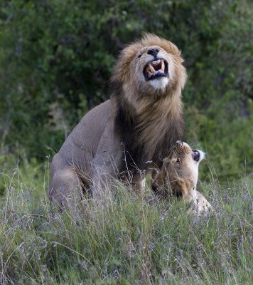 Lions coupling