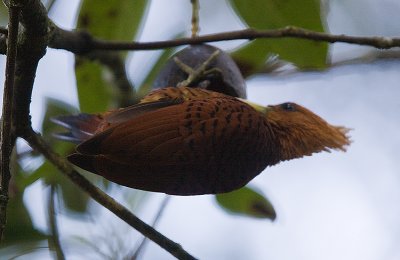 Chestnut -colored Woodpecker ready to knock off a ripe avocato to the ground
