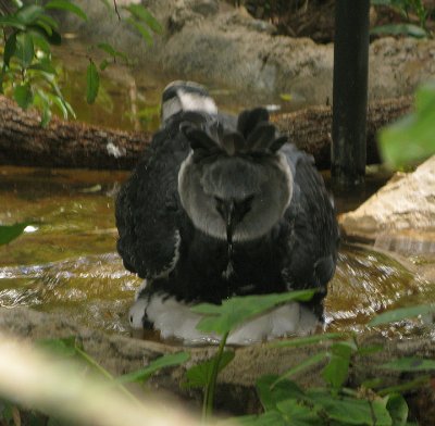 Harpy Eagle takes a bath
