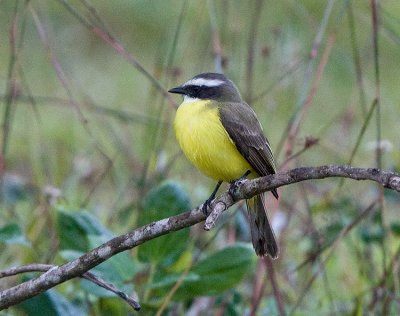 Social Flycatcher