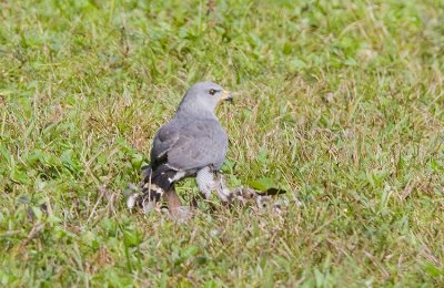 Grey Hawk and prey