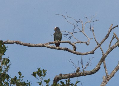 White Crowned Parrot