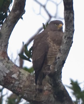 Roadside Hawk