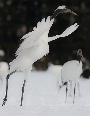 Japanese Red-crowned Crane