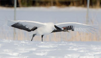 Japanese Red-crowned Crane