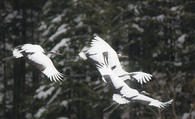 Japanese Red-crowned Crane