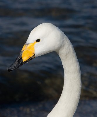 Whooper Swan