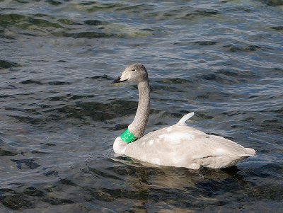 Whooper Swan,juvenile