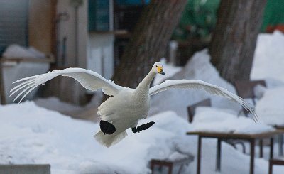 Whooper Swan landing