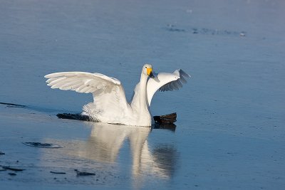 2.Whooper Swan breaks the ice