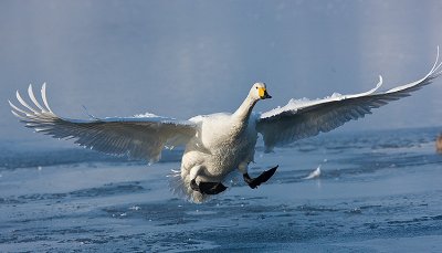 Whooper Swan landing