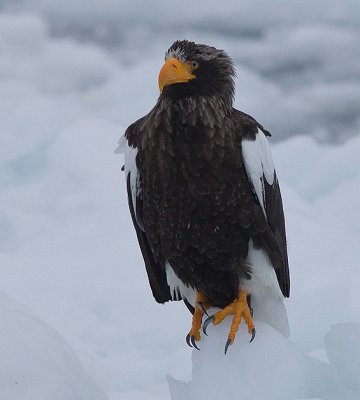 Steller's  Sea Eagle