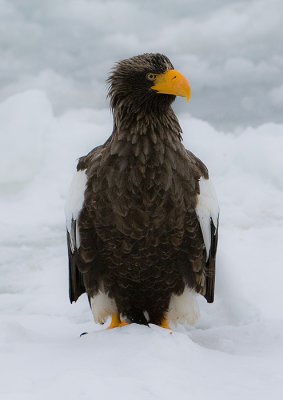 Steller's Sea Eagle