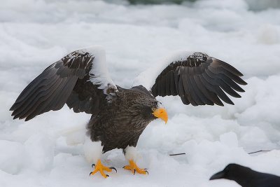 Steller's Sea Eagle