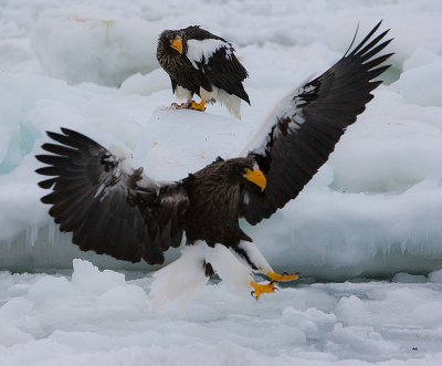 Steller's Sea Eagle