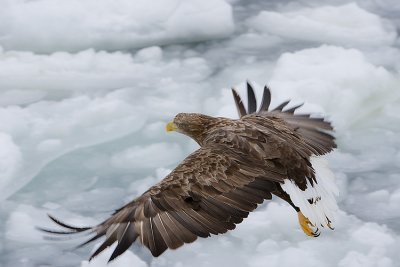 White-Tailed Sea Eagle